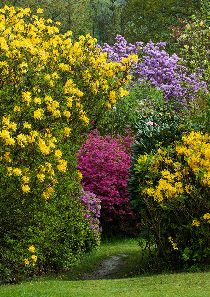 Furzey Gardens New Forest Yellow and Pink